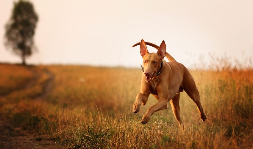 The Importance of Early Detection for Rare Dog Breed Health Issues: A Guide for Pet Owners